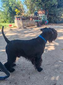 schnauzer nano nero 