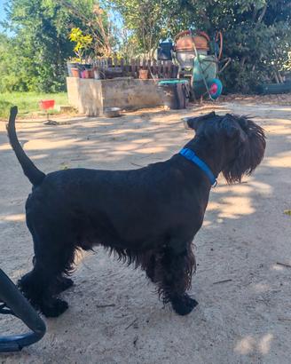 schnauzer nano nero 