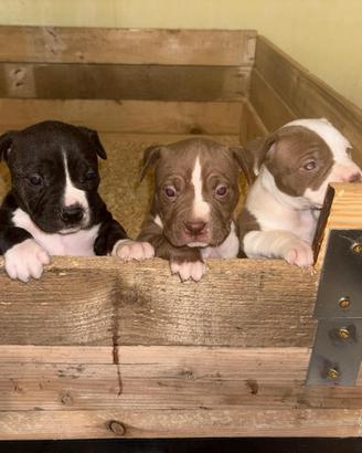 American pitbull terrier standard ukc