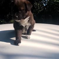 Vendita ultimo cucciolo di mesi 1