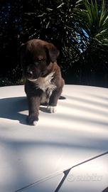 Vendita ultimo cucciolo di mesi 1