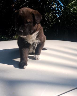 Vendita ultimo cucciolo di mesi 1