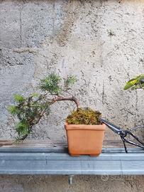 mini bonsai