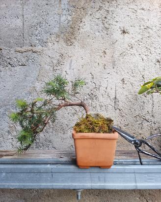 mini bonsai