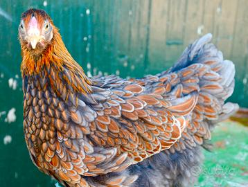 Galline ornamentali Wyandotte