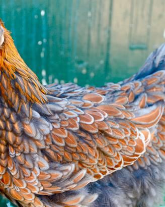Galline ornamentali Wyandotte