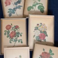 Redouté: 1950 anastatica lito e cornice (1)