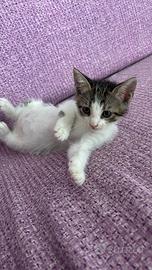 Gattino dolcissimo