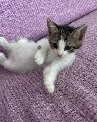 Gattino dolcissimo
