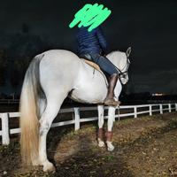 cavalla hispano araba