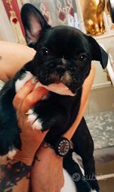 Buldog francese