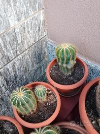 Piante grasse varie