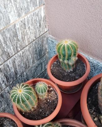 Piante grasse varie