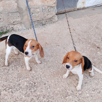 Cane da caccia Beagle