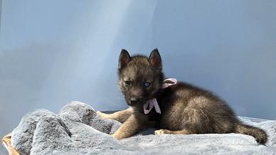 Siberian husky con pedigree ENCI