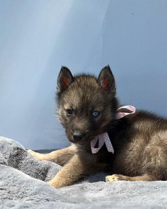 Siberian husky con pedigree ENCI