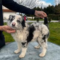Border collie cucciolo