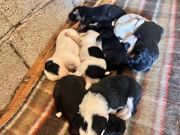 Disponibili cuccioli di border collie