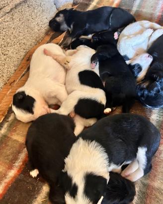 Disponibili cuccioli di border collie