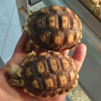 Coppia di tartarughe sulcata