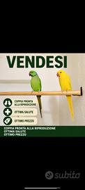 Coppia di ricci africani coppia parrocchetti