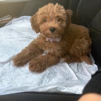 Cucciola di maltipoo red