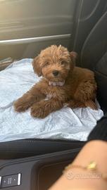 Cucciola di maltipoo red