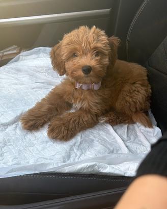 Cucciola di maltipoo red