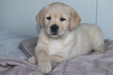 Labrador retriever