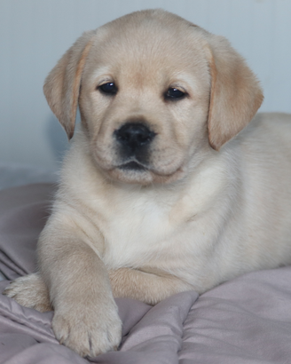 Labrador retriever