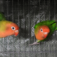 Femmina Agapornis Lilianae sicura