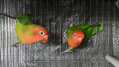 Femmina Agapornis Lilianae sicura