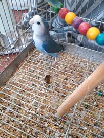 Inseparabili