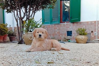 Cucciola di Golden Retriever con pedigree