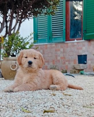 Cucciola di Golden Retriever con pedigree