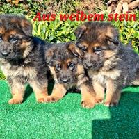 Cuccioli pastore tedesco