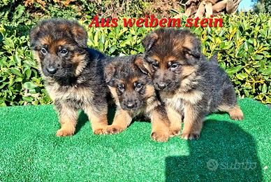 Cuccioli pastore tedesco