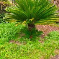 cycas di circa 7 anni