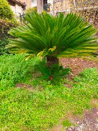 cycas di circa 7 anni