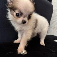 Cucciola chiuhuahua pelo lungo