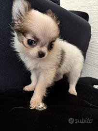 Cucciola chiuhuahua pelo lungo