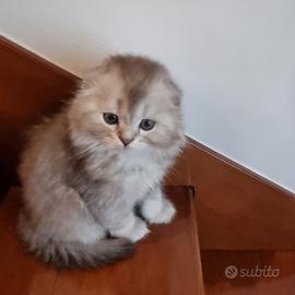 Gattini Scottish