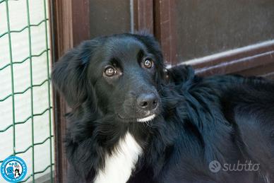 Dea 1 anno tg media contenuta in adozione