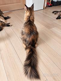 MIA-MAINE COON FEMMINA Giovane tartaruga tigrata