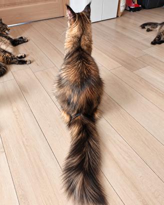 MIA-MAINE COON FEMMINA Giovane tartaruga tigrata