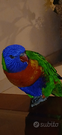Lory arcobaleno