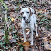 Cane esperto da tartufo