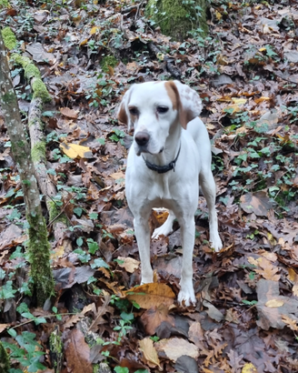 Cane esperto da tartufo