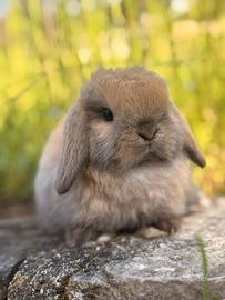 Cucciolo coniglio Minilop