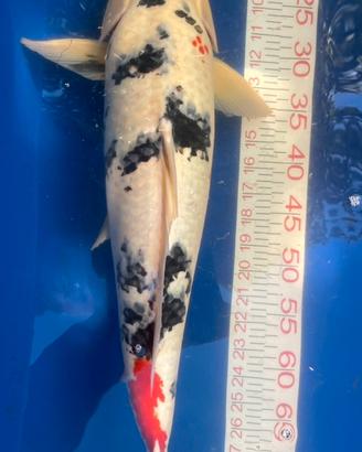 Koi Sanke 65cm